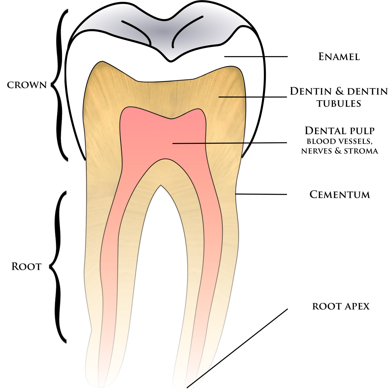 Schéma de l'anatomie dentaire : émail, dentine et pulpe